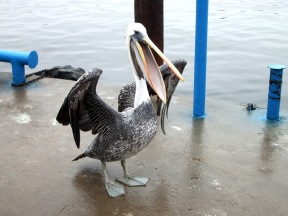 Perui szürke pelikán